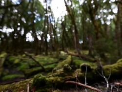 Tasmanian Tourism Stock Footage