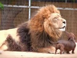 Cute Animal Friends: Lion and Dog Kiss Stock Footage