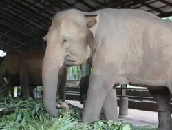 Elephants Stock Footage