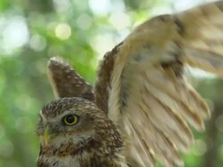 Burrowing Owl, Spreading Wings Stock Footage