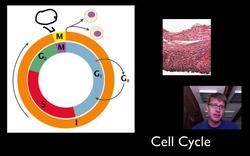 Cell Cycle, Mitosis and Meiosis Instructional Video
