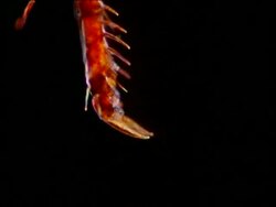 CU rabbit flea foot Stock Footage