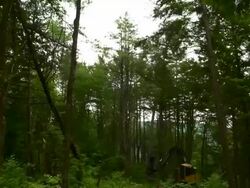 Pan left from trees to reveal wide shot of feller buncher sawing a tree. Stock Footage