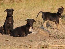 Puppies barking. Stock Footage