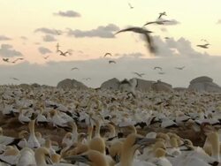 WS PAN View of Numerous Cape gannets nesting and preening on island including some wing flapping / Namaqualand, Northern Cape, South Africa Stock Footage