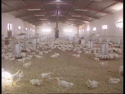 Jordan - Salmonella Scare News Clip