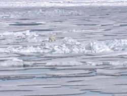 Polar Bear walking across Arctic Ice Floes News Clip