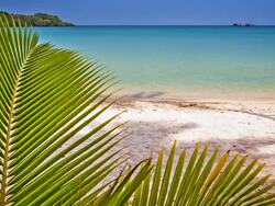 Palm tree and sea Stock Footage