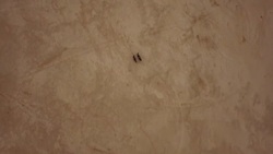 (Drone) Woman Riding Horses in the Desert 01 Stock Footage