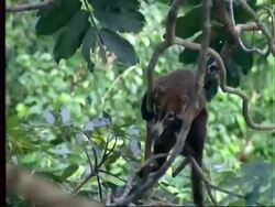 Coati, MS coati climbs tree, Panama Stock Footage