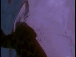 MCU Underwater view of Jaguar swimming, South America Stock Footage