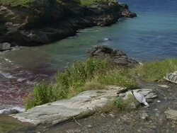 Herring Gull Stock Footage