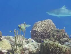 Tiger shark swimming over colourful coral reef Stock Footage