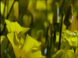 PAN across Yellow Goldpoppies filling frame, Sonoran desert, USA Stock Footage