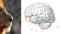 Why Do Things Sound Scary? Instructional Video