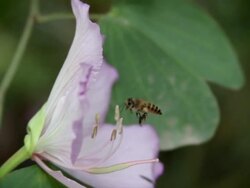 A bee pollinates a purple flower. Stock Footage