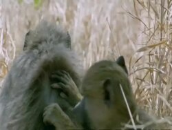 CU Yellow Baboon, Papio cynocephalus, grooming, Tanzania Stock Footage