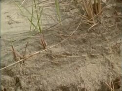 CU, pan left and tilt down, Ammophila Grass panning to erosion of sand dune around roots, USA Stock Footage