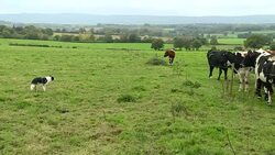 Cows grazing in a field News Clip