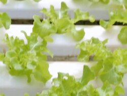 Hydroponic vegetable,Dolly shot Stock Footage