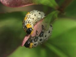 CU Two caterpillars on leaf Stock Footage