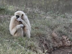 White gibbon Stock Footage