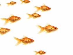 School of Goldfish Stock Footage