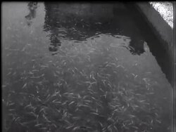 Imported goldfish News Clip