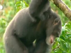 MCU Chimpanzee sitting in tree in rain, Rubbing head against tree, upside-down and jumping and hitting branch Stock Footage
