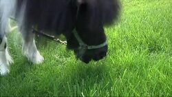 Blind Woman Helping Heal Sick Guide Horse News Clip