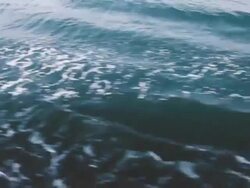 Seagulls flying above sea Stock Footage