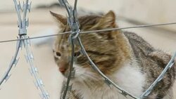 Cat on a fence with barbed wire Stock Footage