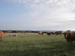 WS LD Herd of Cows and Sheep Grazing in Field / Cornwall, England, UK Stock Footage