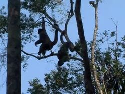 grey monkeys fight Stock Footage