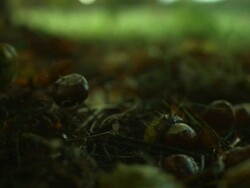 Conkers falling on ground, sharp Stock Footage