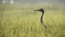 Sarus Crane(Grus antigone) Stock Footage
