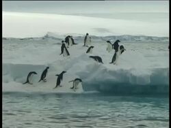 Adelie penguins (Pygoscelis adeliae) walking and falling on ice, Paulet Island, Antarctic Peninsula, Antarctica Stock Footage