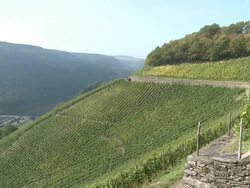 WS View of vintage at vineyard / Serrig, Rhineland-Palatinate, Germany  Stock Footage