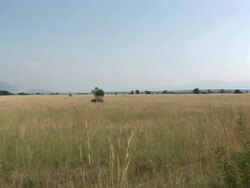 Deers in the savanna (Zoom in) Stock Footage