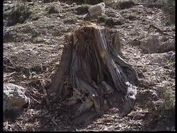 PAKISTAN: 2000 YEAR OLD JUNIPER FOREST BELIEVED TO BE DYING OUT News Clip