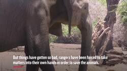 Zimbabwe's severe drought is killing elephants Instructional Video