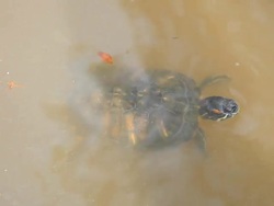 Turtle swimming in the a small pool. Stock Footage