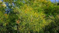 Movement of bamboo tree Stock Footage