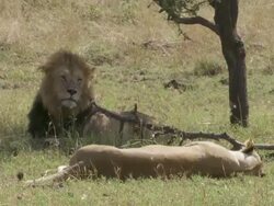 MS Lions lying under trees / Tanzania  Stock Footage