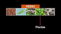 Reino Hongos Instructional Video