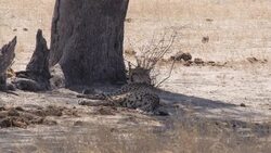 Cheetah in the shade in Hwange National Park News Clip
