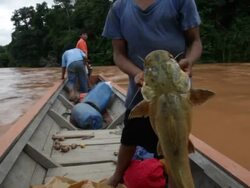 Fishing in Quiquibey river, Bolivia, Amazon Stock Footage