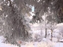 HD DOLLY: Beautiful Snow Covered Forest Stock Footage