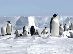 MS Group of penguins at snow AUDIO / EkstrÃƒÂ¶m Ice Shelf,Atka Iceport Emperor Penguin Colony, Queen Maud land, Antarctica Stock Footage