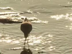 CU TU SLO MO Shot of Lesser yellowlegs Tringa flavipes in silhouette sparkly water / Kearney, Nebraska, United States Stock Footage
